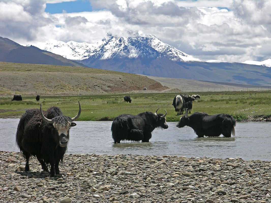 Tibet Kailash 11 Back 05 Yaks with Mountains Near Saga